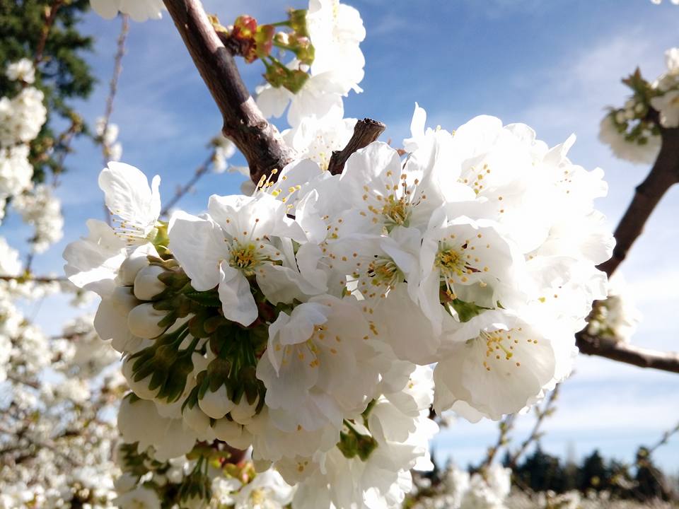 Fleurs de cerisiers