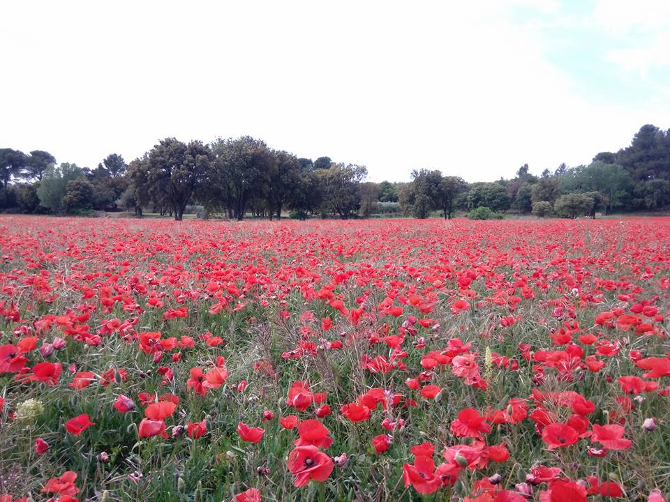 Champ de coquelicot devant le rucher