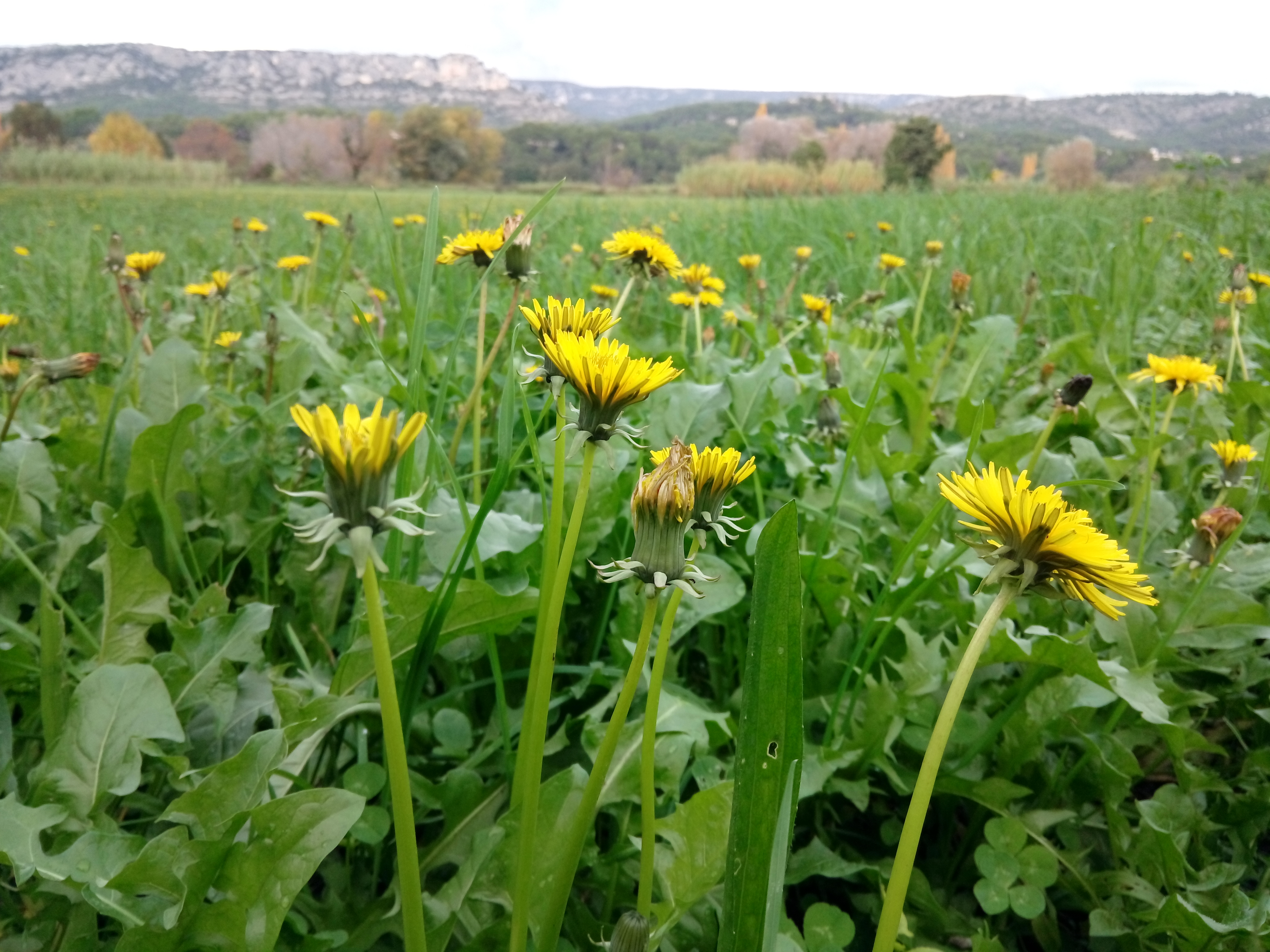 Les pissenlits poussent dans les champs au sud du Luberon