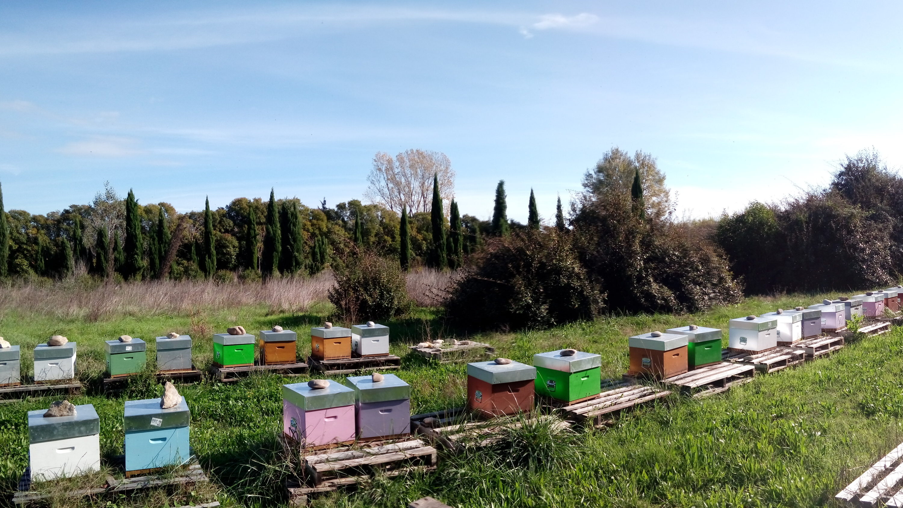 Aperçu des ruches en hivernage sur le rucher principal