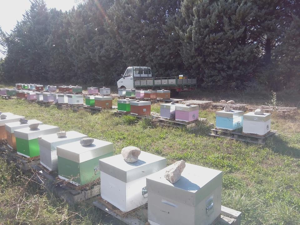 Aperçu du rucher principal en fin de saison 2019