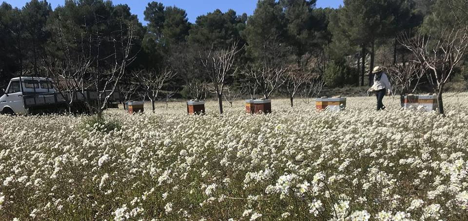 Dépose des ruches pour le pollinisation des cerisiers