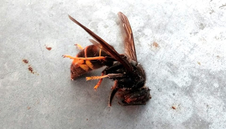 Frelon Asiatique