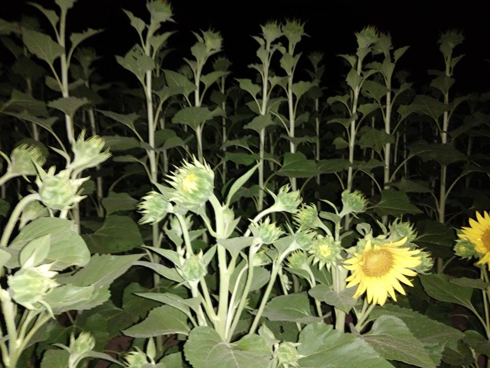 Tournesols semence la nuit