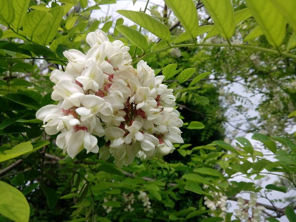 Fleurs d'acacia