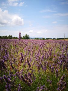 Lavandes dans le Vaucluse