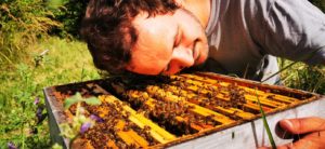 Mathieu votre apiculteur en contact avec ses abeilles si douces