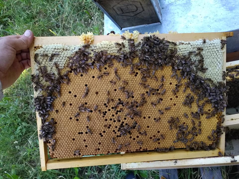 Cadre de couvain d'abeilles type avec une belle couronne de réserves