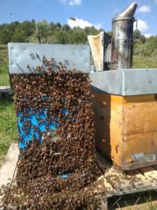 Starter qui déborde d'abeilles