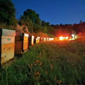 Dépose des ruches sur les lavandes du Luberon