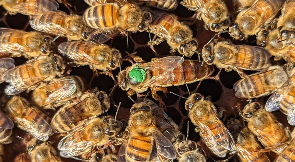 Reine fécondée Buckfast 2019