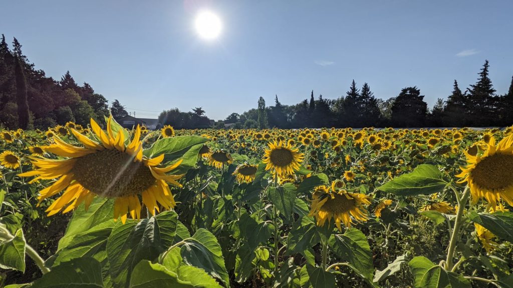 Champ de tournesol semences