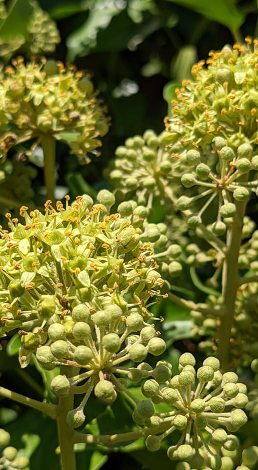 Lierre et fleurs et en boutons