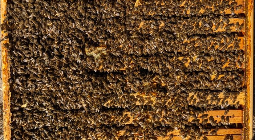 Colonie d'abeilles réduite sur 8 cadres