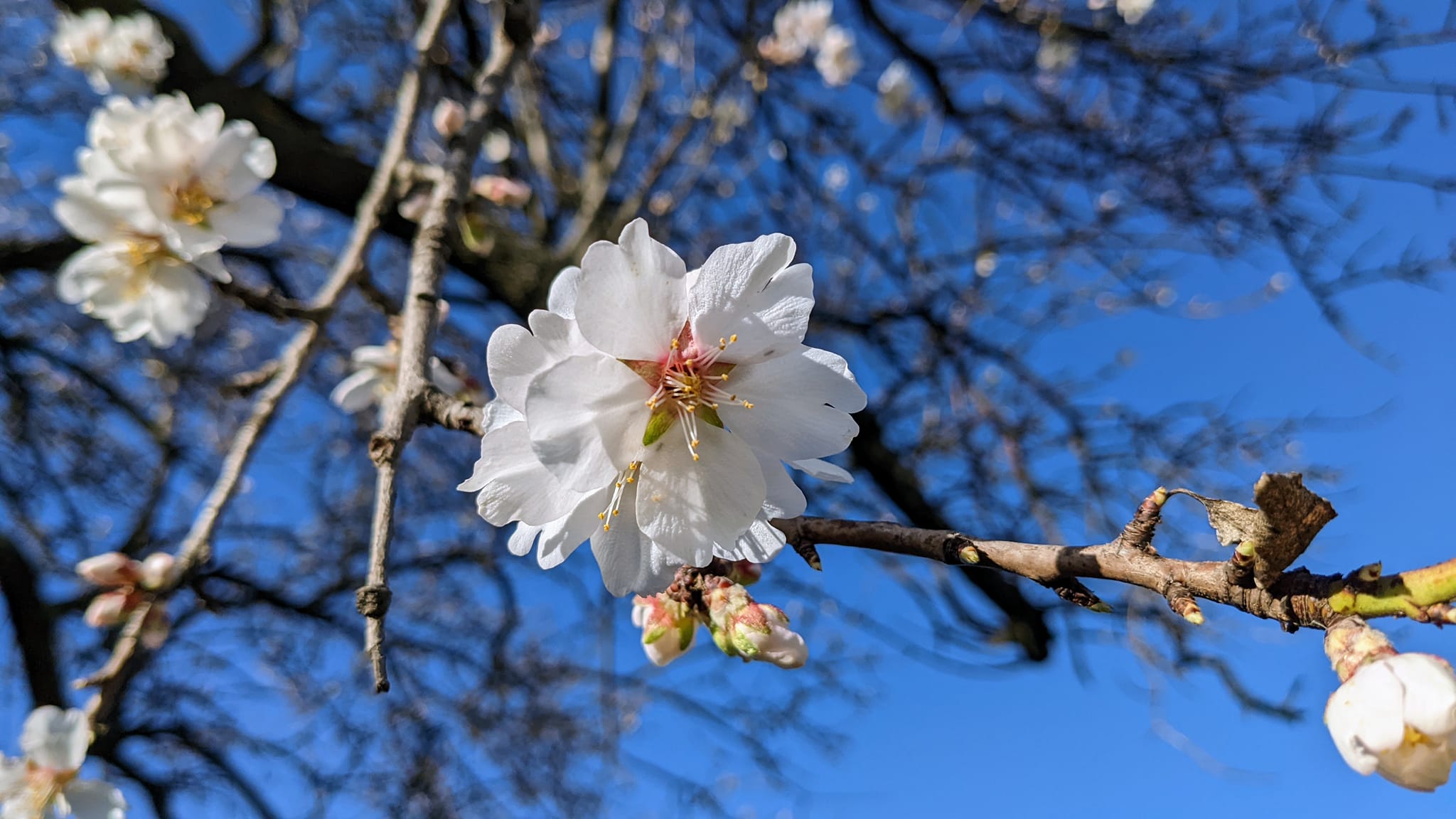 Fleur d'amandier