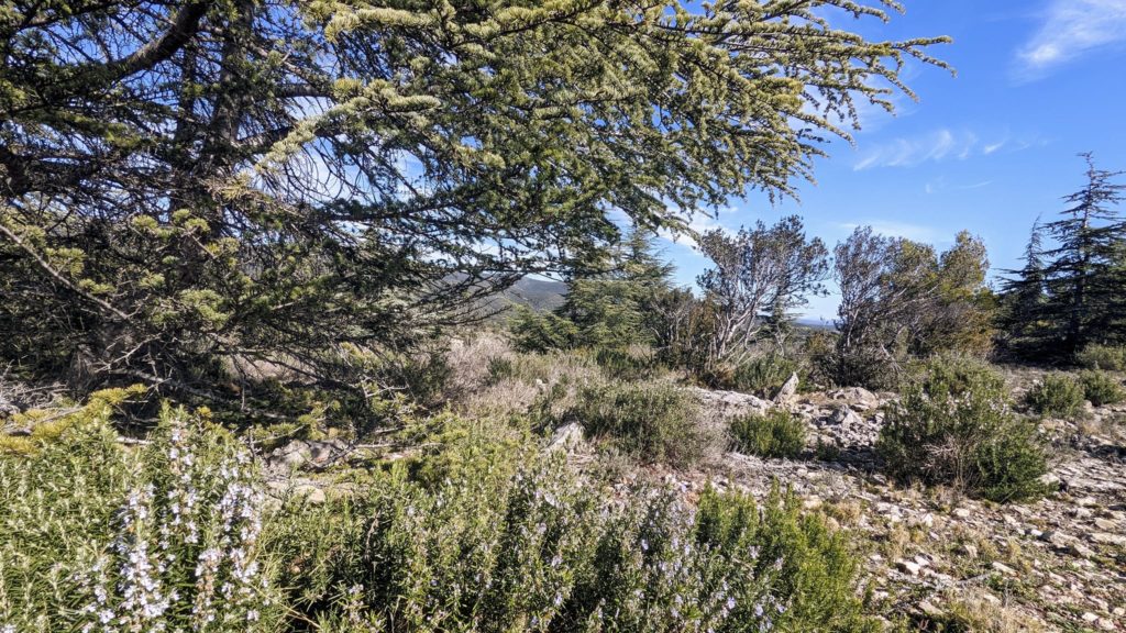 Paysage de garrigue dans le Luberon