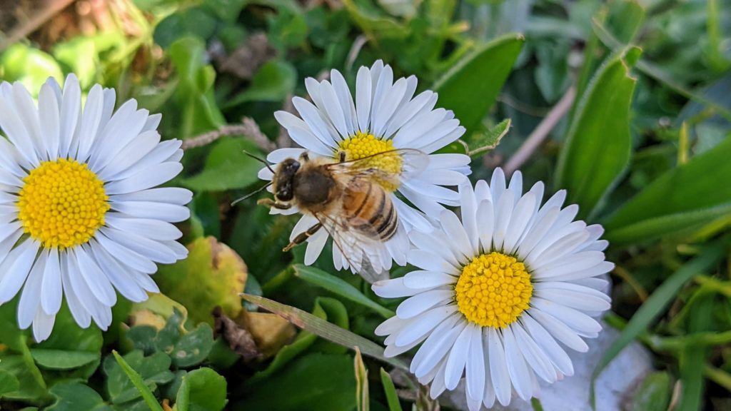 Abeilles sur fleurs de pâquerettes