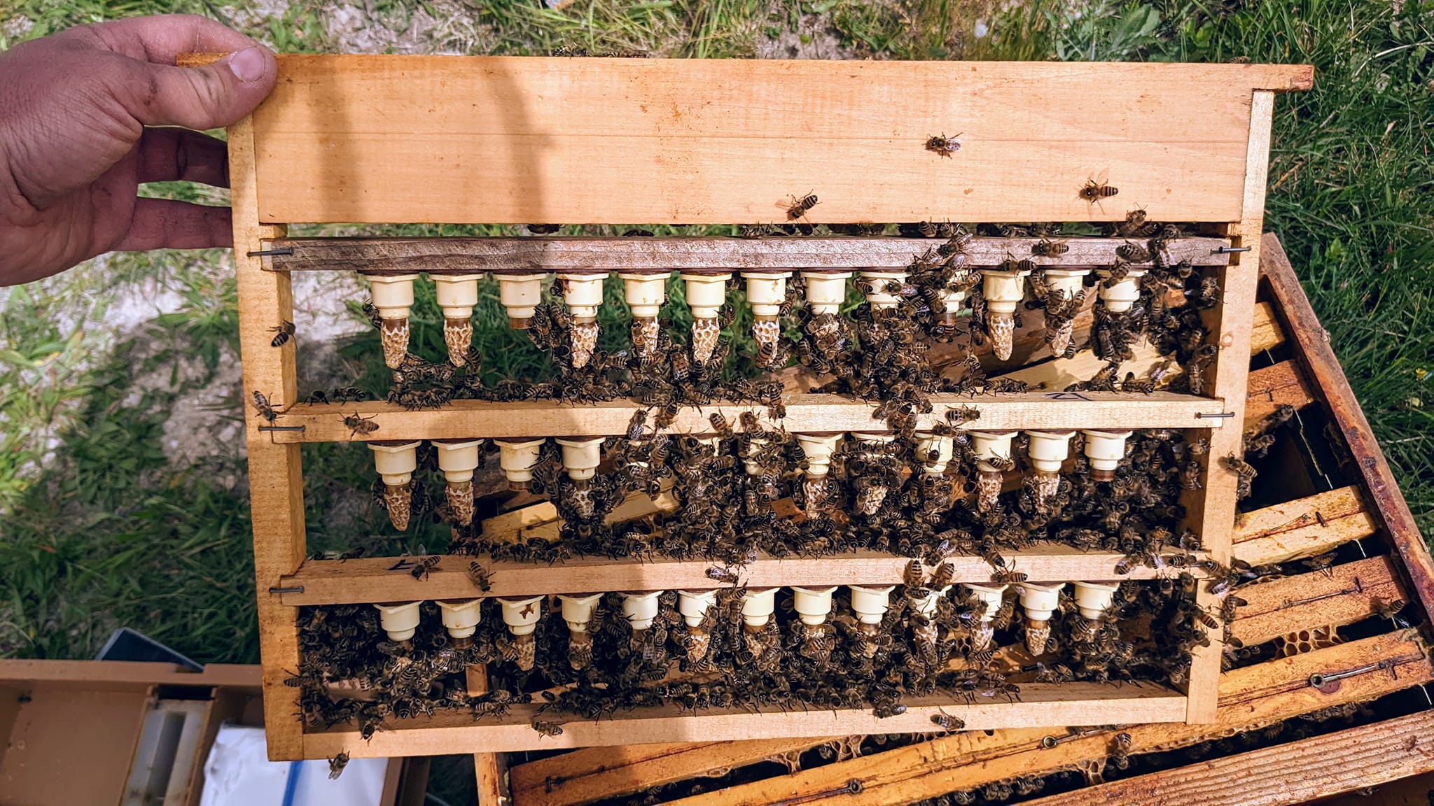 Cadre d'élevage avec cellules royales