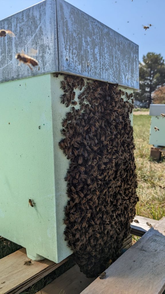 Essaim buckfast hiverné qui déborde d'abeilles