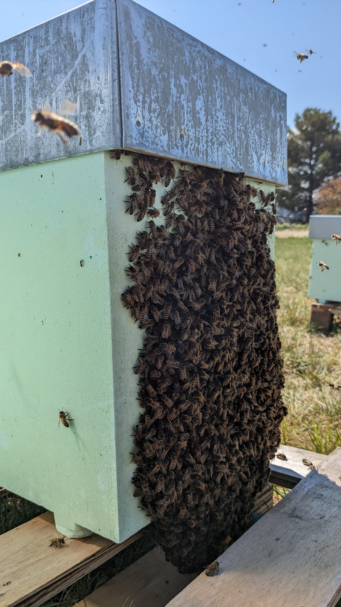 Essaim buckfast hiverné qui déborde d'abeilles