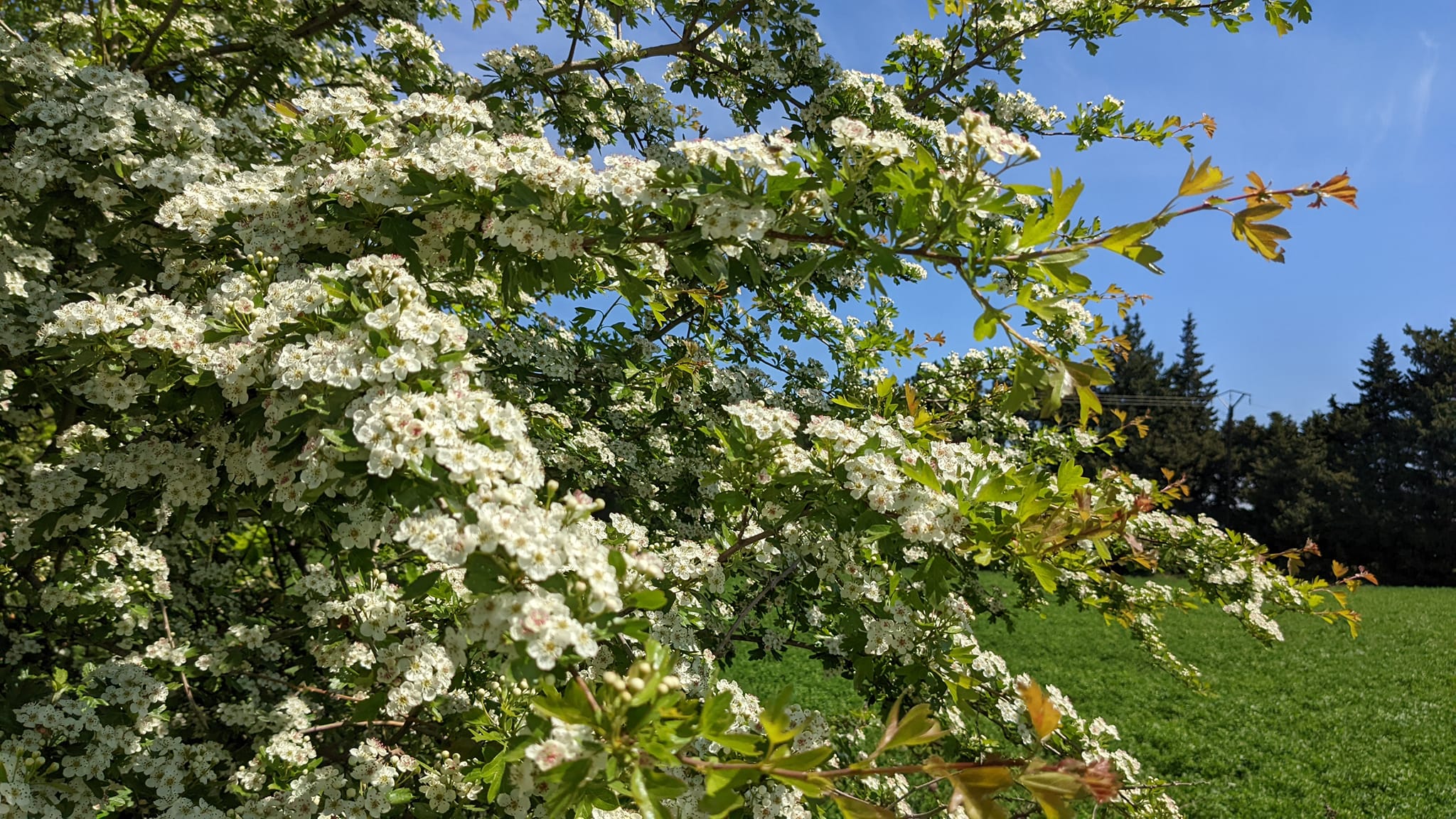 Floraison d'aubépines