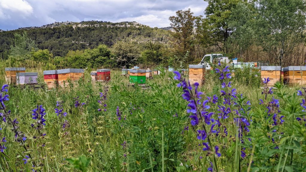 Rucher sud Luberon