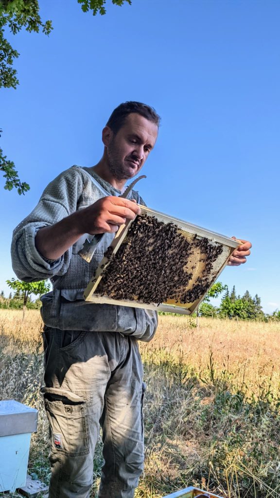 Apiculteur contrôlant un cadre de couvain