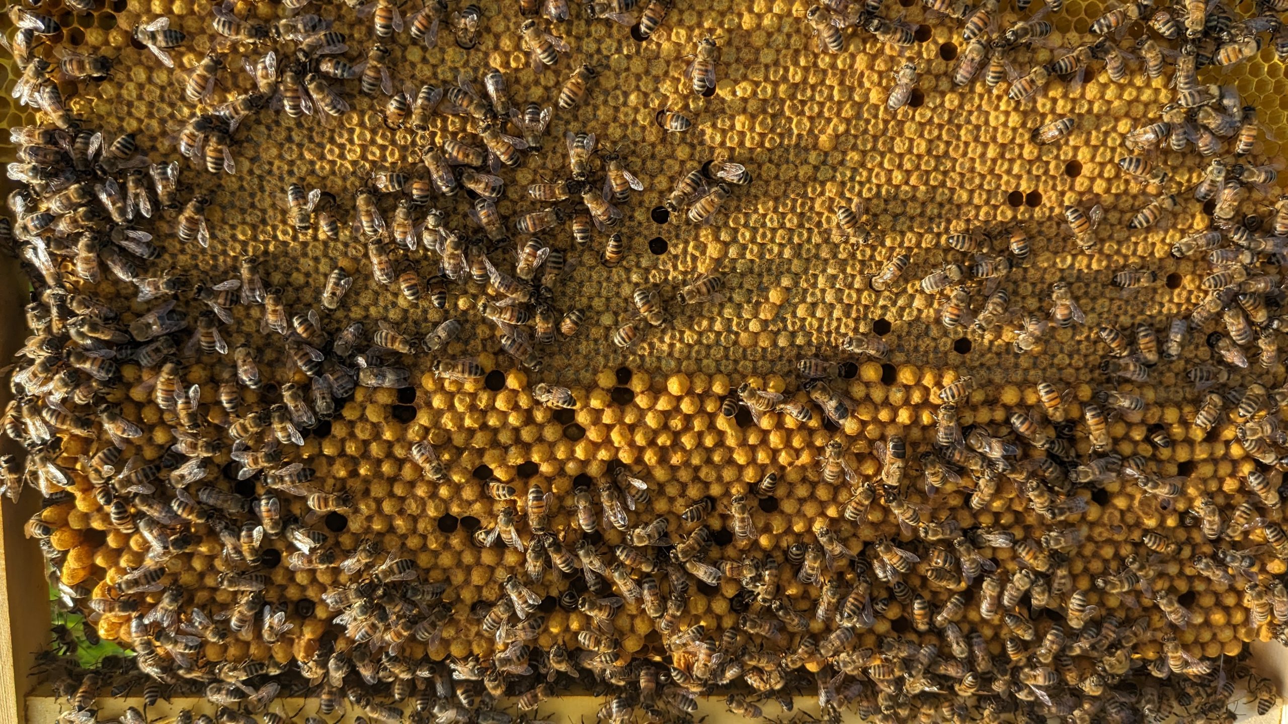 Cadre à mâles