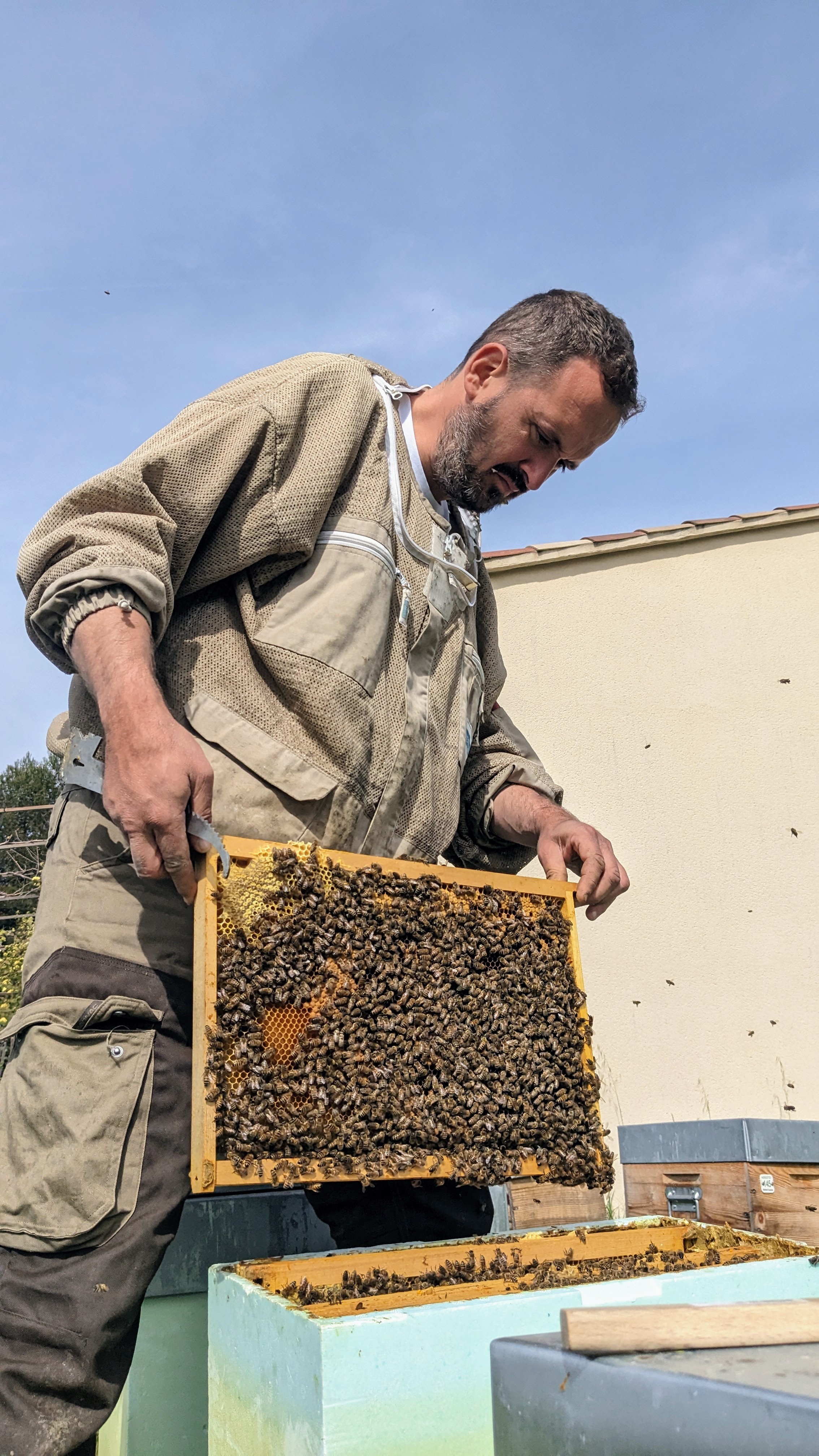 Essaim d'abeilles Buckfast - essaim sur cadres pour ruche Dadant
