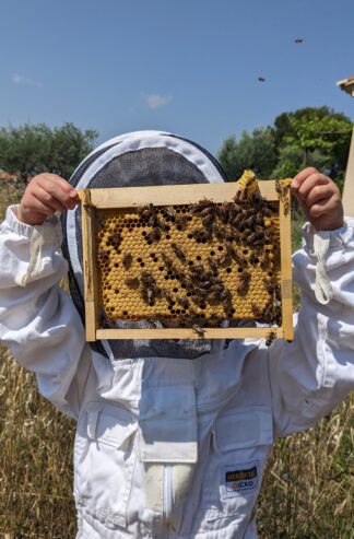 Découverte de l'apiculture