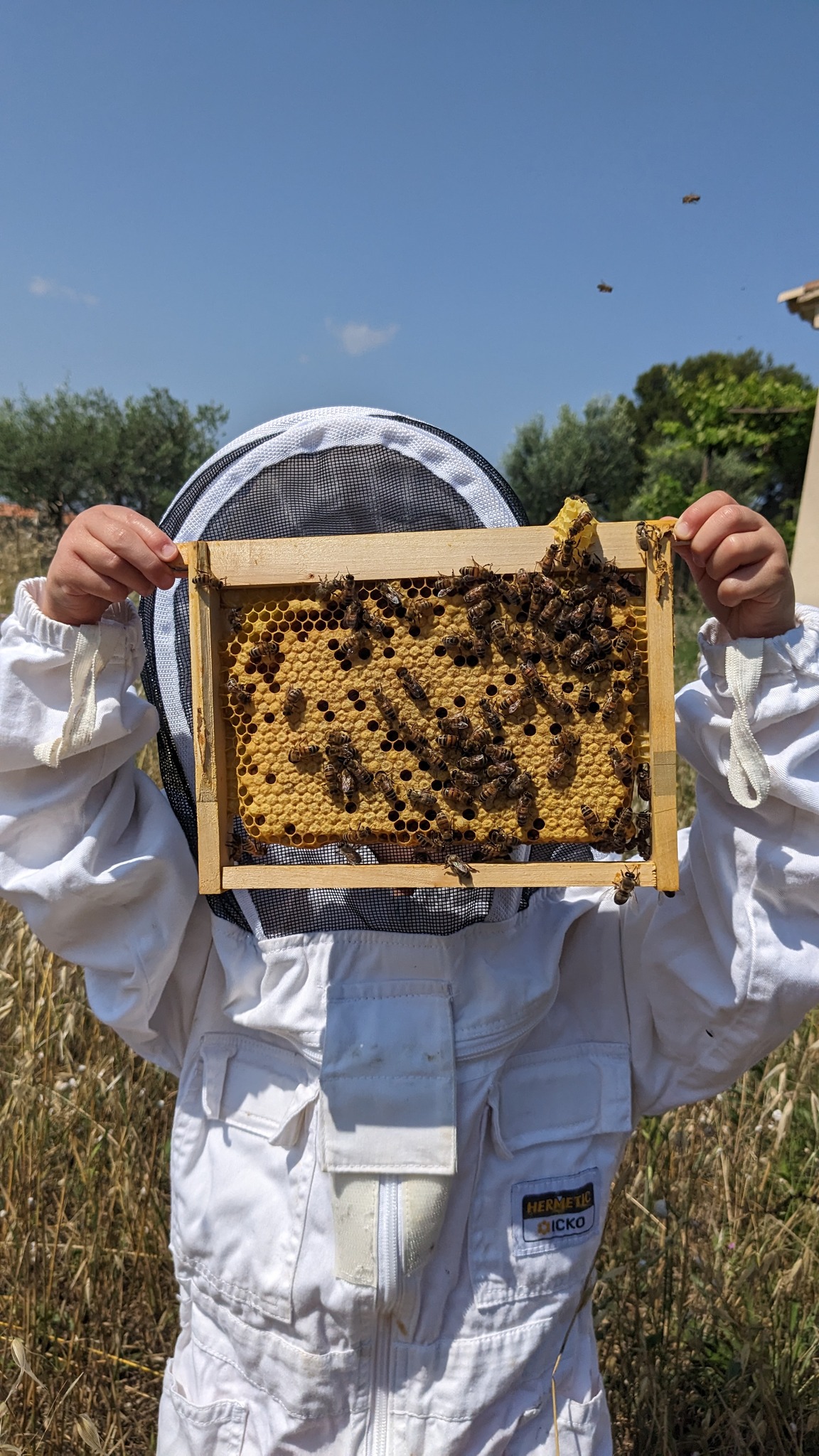 Découverte de l'apiculture