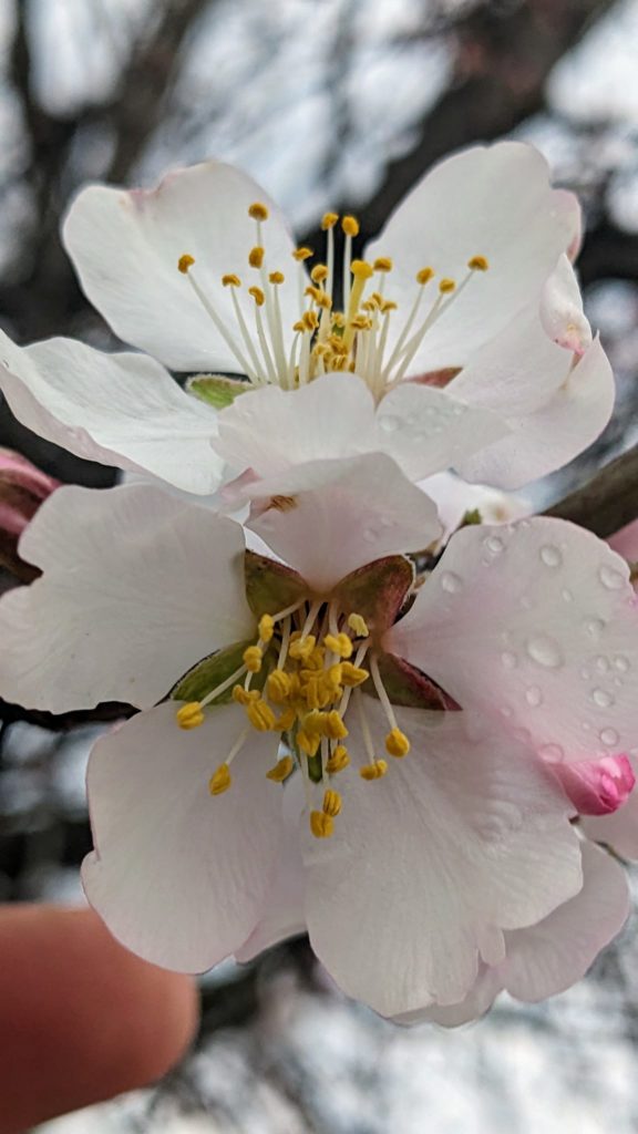 Fleurs d'amandier