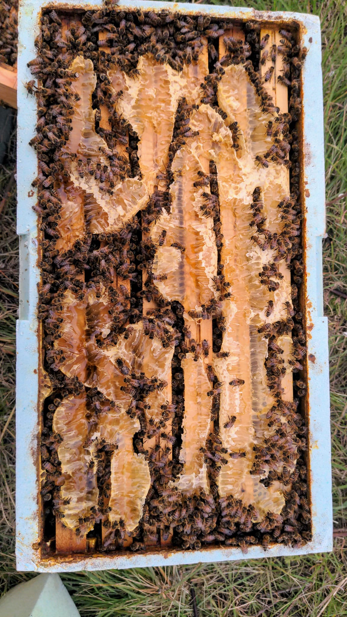 Essaim hiverné d'abeilles buckfast