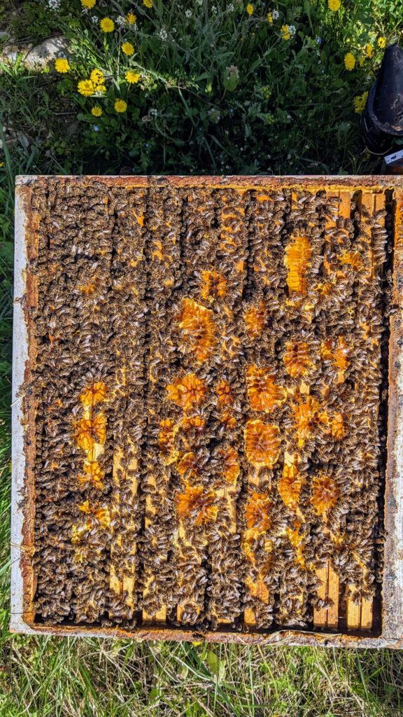 Ruche de production d'abeilles buckfast