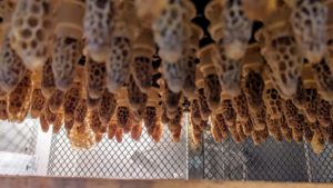 Cellules royales dans la couveuses