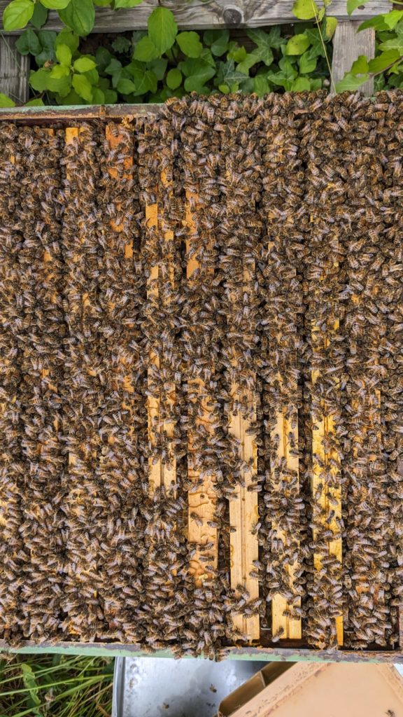 Jolie colonie d'abeilles