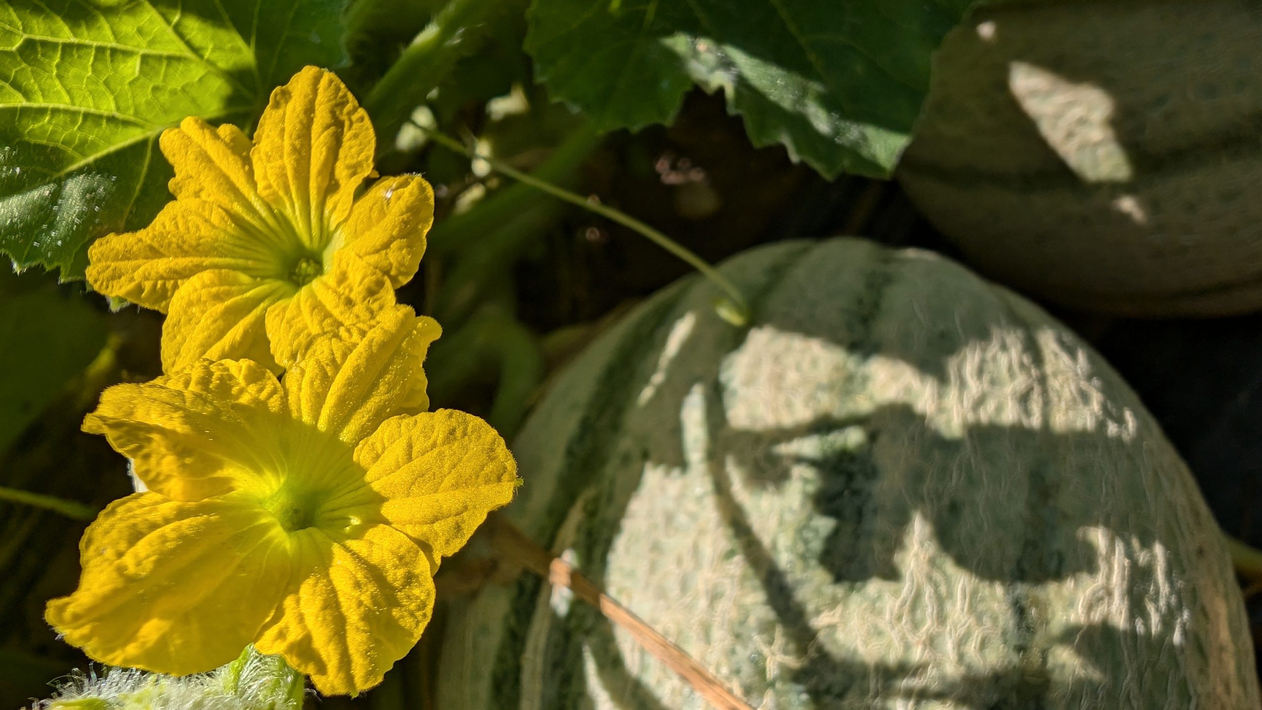 Melons et fleurs de Melons