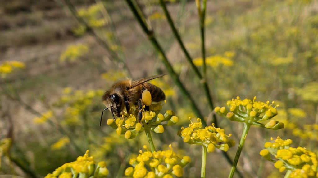 Abeille noire de Provence sur fleurs de fenouil ? Non c'est une Buckfast