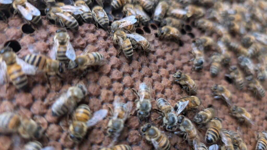 Un joli couvain bien bombé en fin de saison. Un signe de bonne vitalité pour ces futures abeilles à naître.
