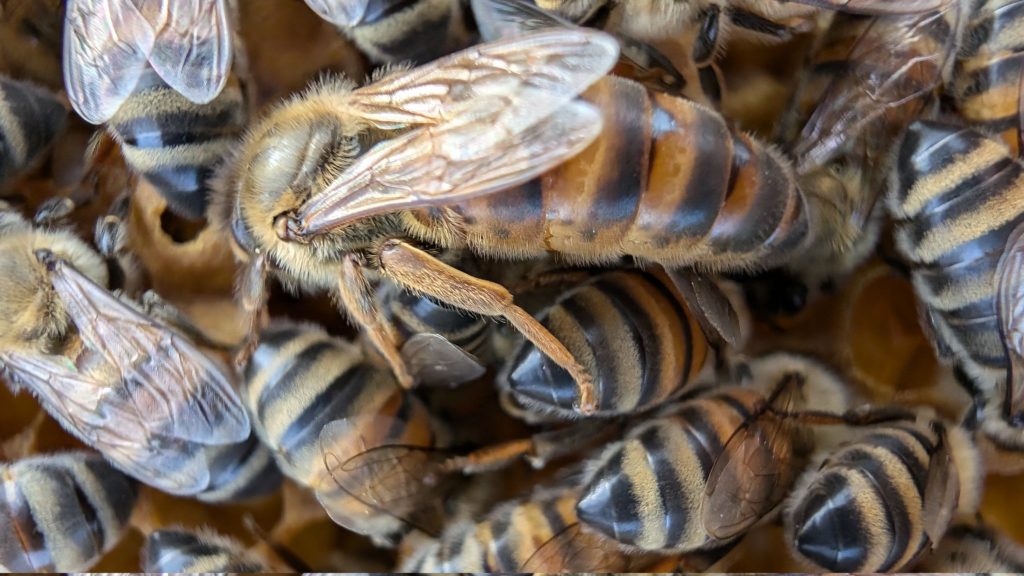 Reine abeille fécondée Buckfast de belle couleur