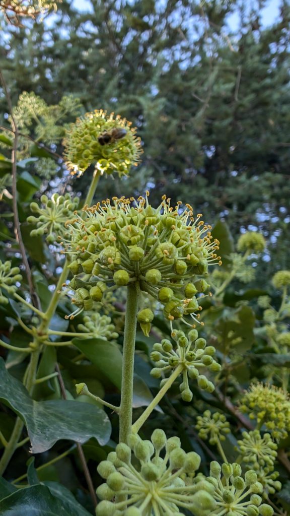 Fleurs de Lierre