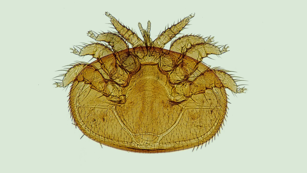 Varroa Destructor