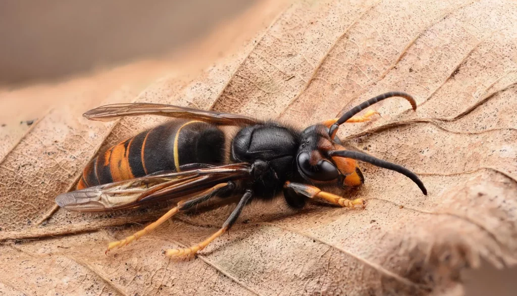 Frelon asiatique. Vespa velutina nigrithorax