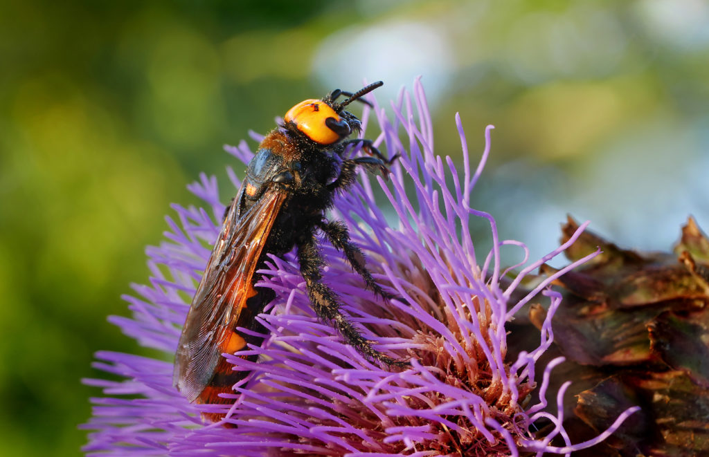 Scolie des jardins. Scolia Flavifrons