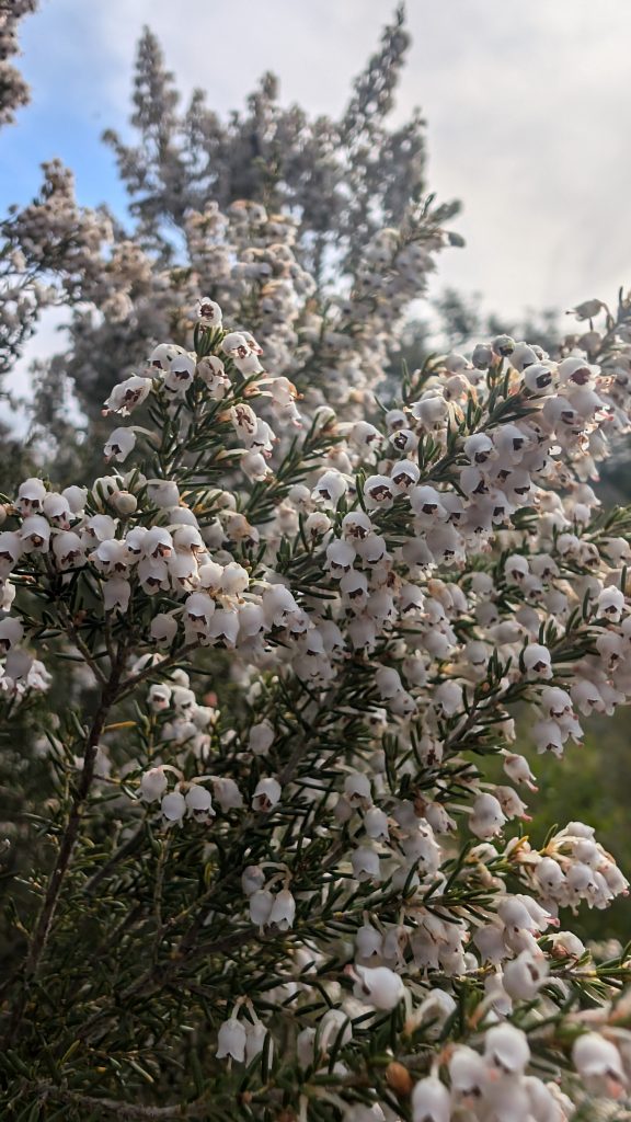 Fleurs de Bruyère Blanche