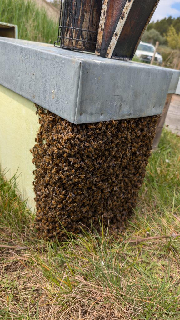 Essaim d'abeilles hiverné qui déborde
